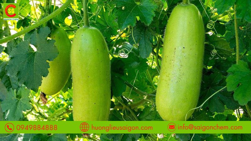 Lưu ý điều chỉnh hương đúng liều lượng sử dụng